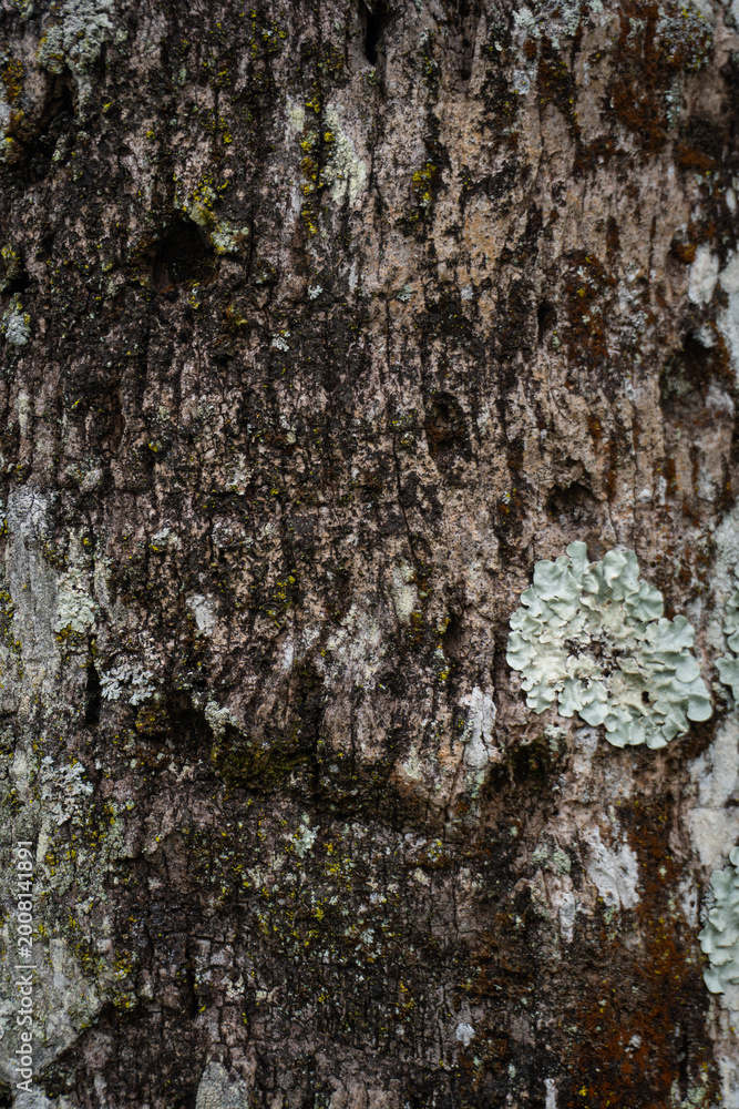 Fototapeta premium Rough Textured Tree Bark with Diverse Lichen and Moss Growth