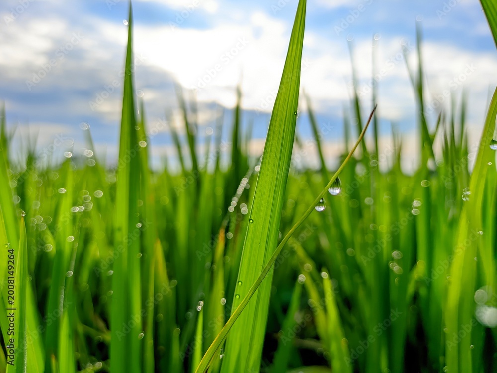 Obraz premium green grass on blue sky in farm