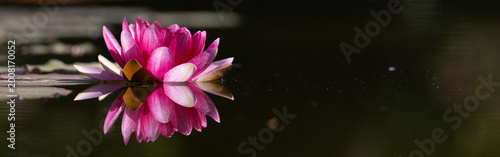 фотографія Pink Water lily reflecting in a dark pool