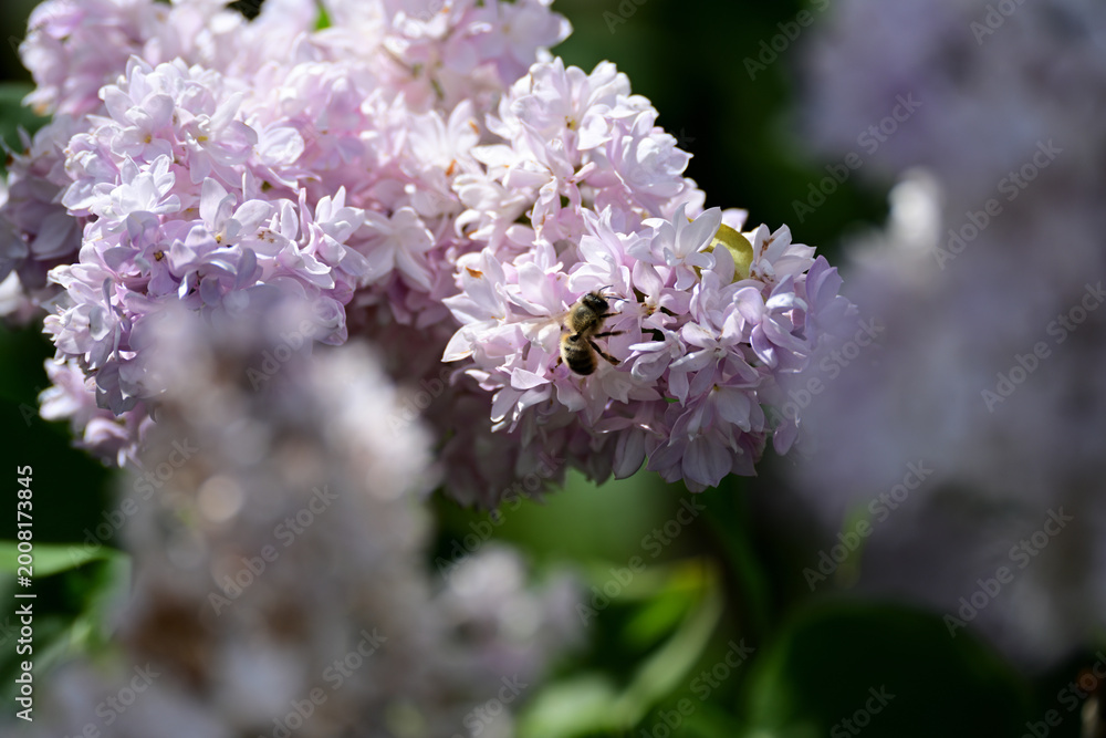 Naklejka premium pink Lilac blossom