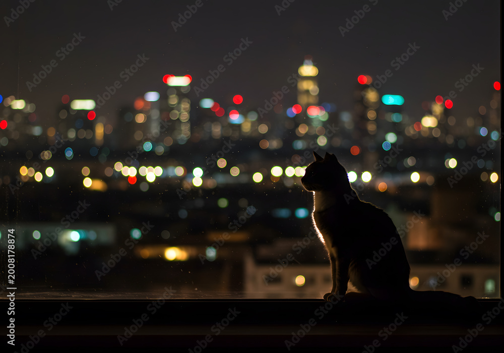 Obraz premium Cat silhouette city night view