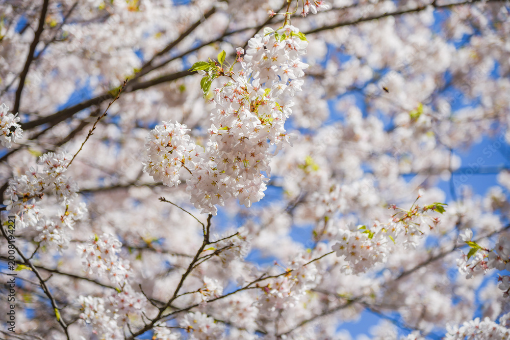 Fototapeta premium Cherry Blossoms Close-Up on Branch - Toronto Canada