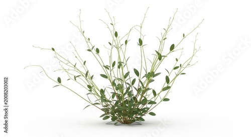 Green wild grass bush isolated on white background, organic field weed plant with thin stems, botanical garden shrub for landscape design