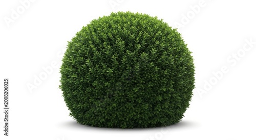 Boxwood topiary ball on white background, manicured green shrub sphere, decorative garden hedge plant, isolated evergreen bush for landscaping design