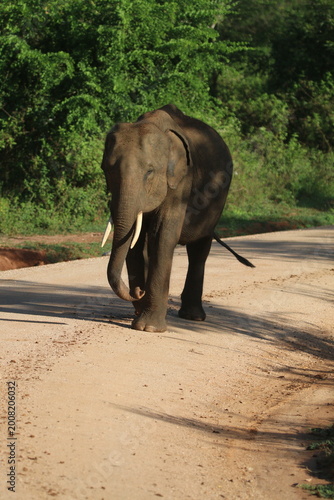 Sri Lankan Elephants in Udawalawe national Park, Sri Lanka 