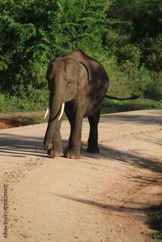 Sri Lankan Elephants in Udawalawe national Park, Sri Lanka 
