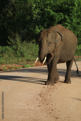 Sri Lankan Elephants in Udawalawe national Park, Sri Lanka 