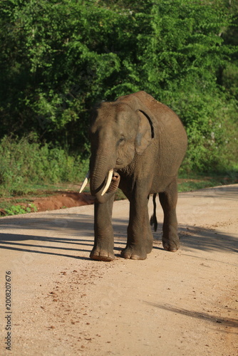 Sri Lankan Elephants in Udawalawe national Park, Sri Lanka 