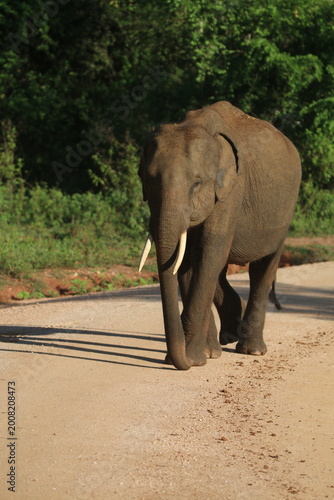 Sri Lankan Elephants in Udawalawe national Park, Sri Lanka 