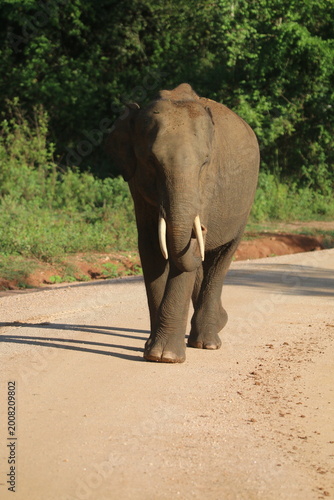 Sri Lankan Elephants in Udawalawe national Park, Sri Lanka 