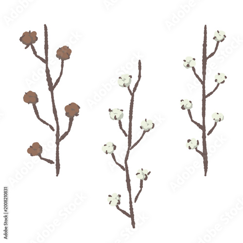 Photos Cotton flower branch and boll illustration set botanical decoration transparent