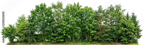 Lush dense forest edge with variety of deciduous and coniferous trees and green foliage showcasing natural woodland ecosystem Trees 186 characters nature canopy pine oak maple