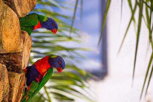Schilderij op canvas rainbow lorikeets nesting