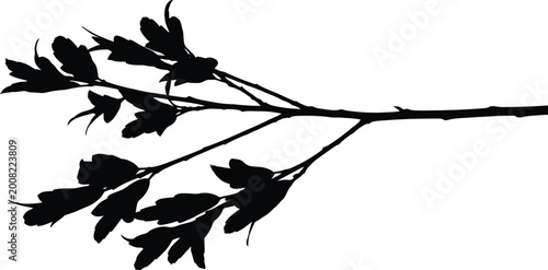 Photos Black Branch with Leaves Silhouette Isolated on White