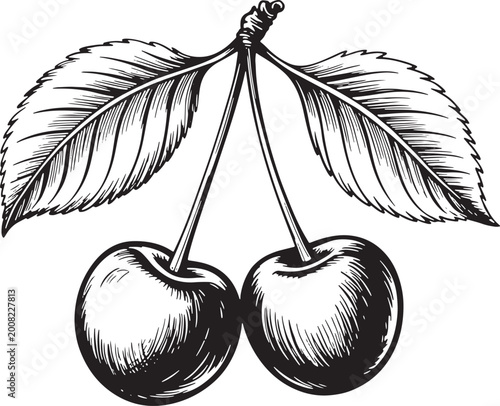 Pair of ripe cherries with leaves on stem isolated on transparent background black and vector illustration.
