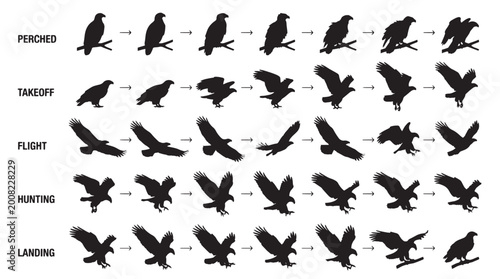 Foto Evolution Eagle Motion Silhouettes Set Pack, Editable Vector Stroke Illustrations