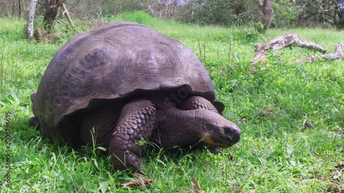 Galapagos giant tortoise turning body close up in natural habitat Ecuador