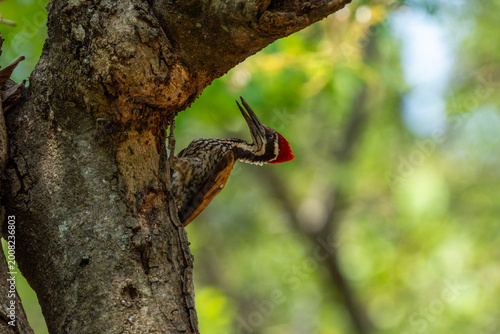 Greater Flameback is foraging for food in trees in the forests of Thailand.
