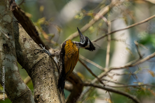 Greater Flameback is foraging for food in trees in the forests of Thailand.