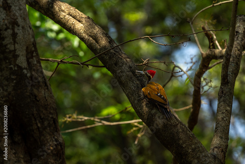 Greater Flameback is foraging for food in trees in the forests of Thailand.
