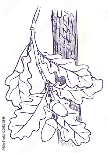 pedunculate oak tree branch, Quercus robur,drawing monochrome sketch of medicinal plant, hand drawn botanical illustration