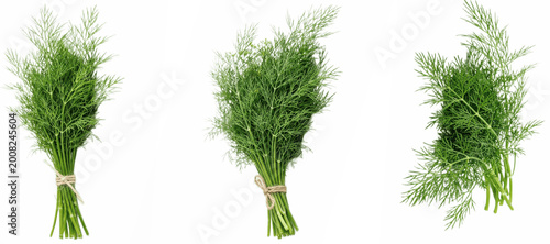 Tableau sur toile Set of dill herb PNG bundles, three fragrant green feathery bunches tied togethe