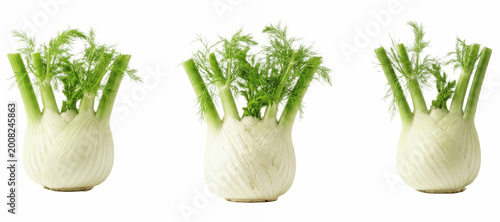 Set of fennel bulb PNG images, three crisp anise-flavored vegetables with green stalks isolated on white for cookbook layouts, culinary branding, recipe cards and food visuals

