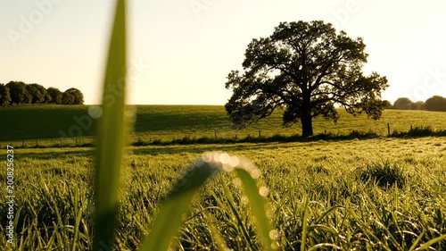 Green grass blade with dewdrops in sunny natural field
