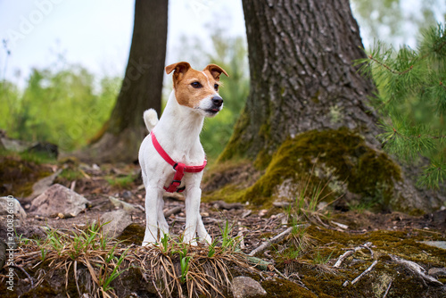 Billede på lærred Jack Russell Terrier dog wearing a red harness stands on a forest trail among mossy tree roots stones and grass