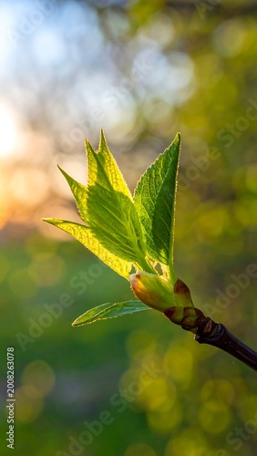 A close-up of a budding branch with new leaves