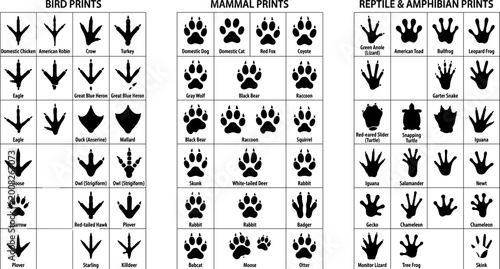 Quadro su tela Black animal silhouette and footprint track identification chart collection with