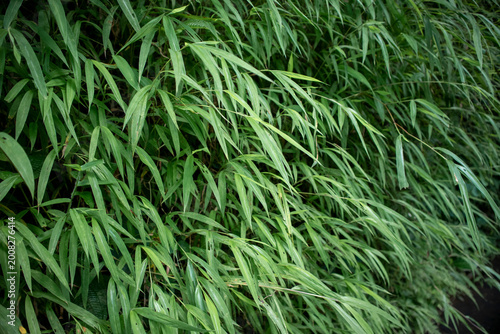 Tablou pe pânză Dense thicket of green bamboo leaves creating a natural wall of foliage in a tropical forest setting