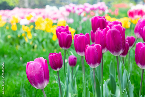 Colorful tulips bloom in spring