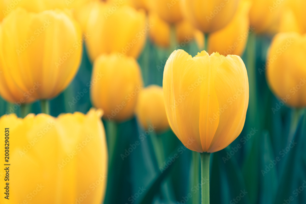 Obraz premium Colorful tulips bloom in spring