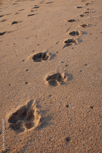 Animal paw prints of a dog on beach sand showing pet presence, seaside exploration, and natural texture background concept