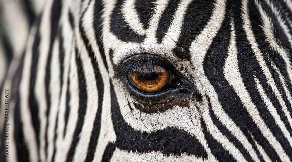 Obraz premium Detailed close up of a zebra's eye showcasing intricate black and white stripes and a warm brown iris conveying wild