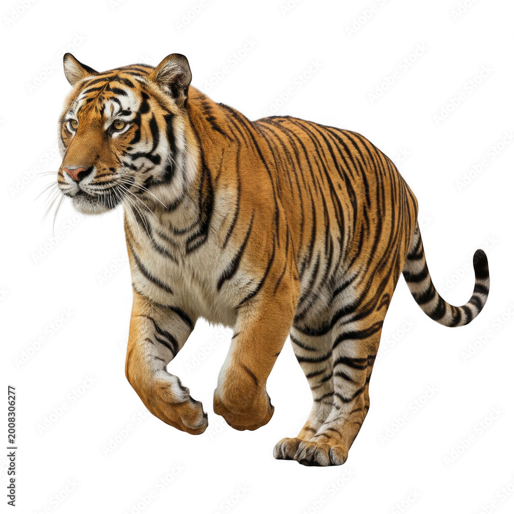 Obraz premium Full body running bengal tiger isolated on a transparent background