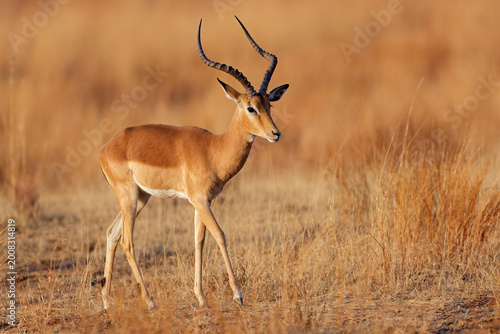 Tableau sur toile A male impala antelope (Aepyceros melampus) walking in grassland, Pilanesberg Na