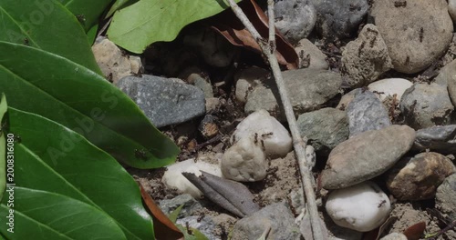 Macro of Ants Crawling on Rocky Ground