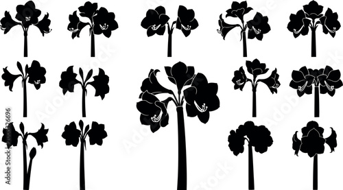 Foto Collection of black silhouette amaryllis flowers and buds on white background