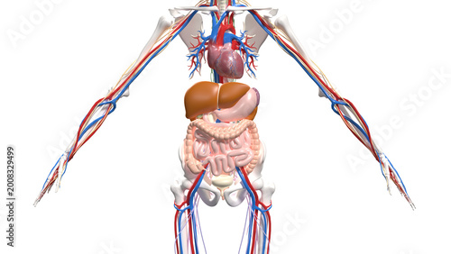 Photos Isolated Front View of Human Half Body Anatomy Highlighting Cardiovascular System and Bowels