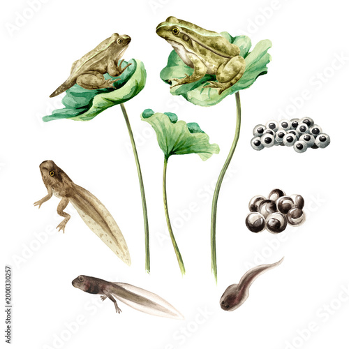 Quadro su tela Frog life cycle in the habitat, educational poster template