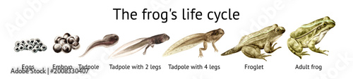 Photos Frog life cycle educational poster template