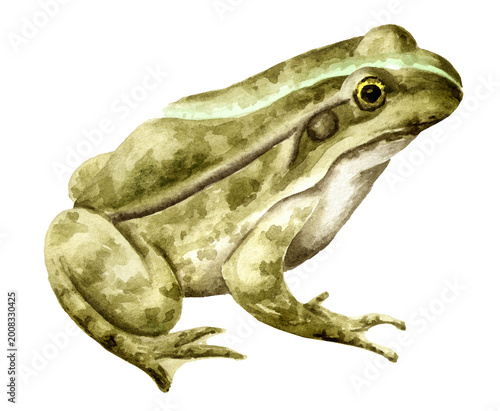 Quadro su tela Frog
