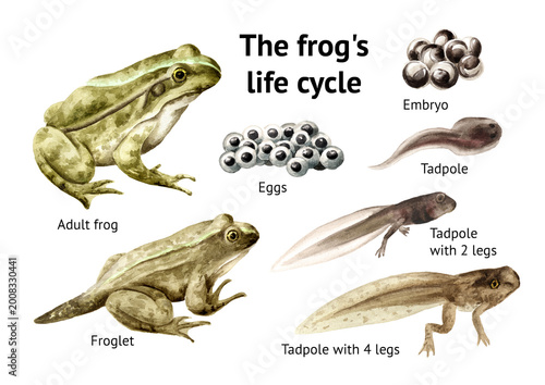 Frog life cycle educational poster template. Original Hand-drawn watercolor illustration isolated on white background