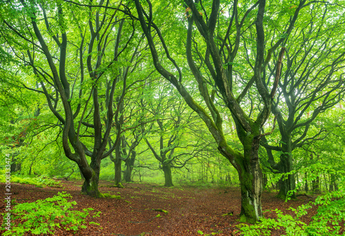 Old gnarly beech trees in green forest