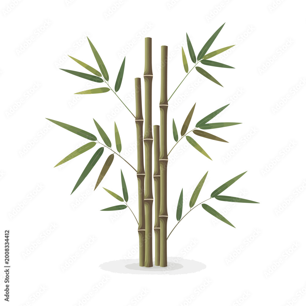 Naklejka premium Green bamboo stalks with long slender leaves on white background