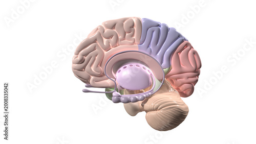 Foto Stylized 3D Anatomical Model of Half Brain and Internal Structures on Transparent Background