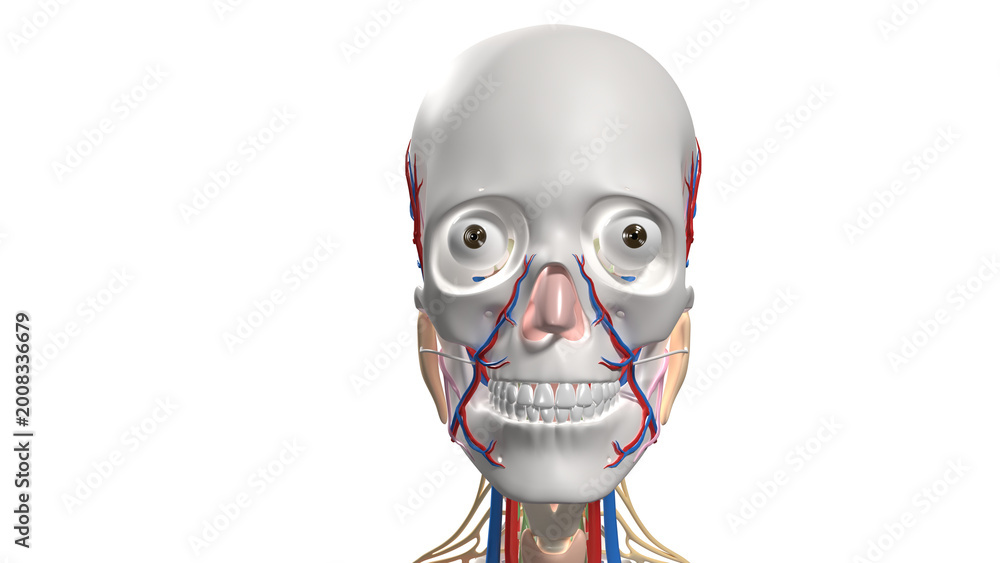 Fototapeta premium Isolated 3D Anatomical Model of Human Head Showing Intact Skull, Teeth, and Vascular System.