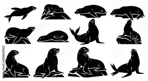 Seal and sea lion silhouette collection on rocks
